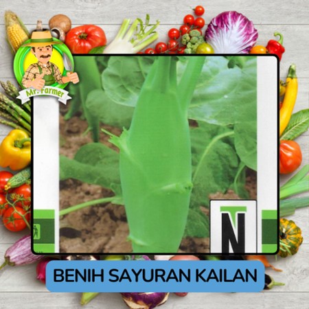 Jenis Benih Kailan Benih Sayuran