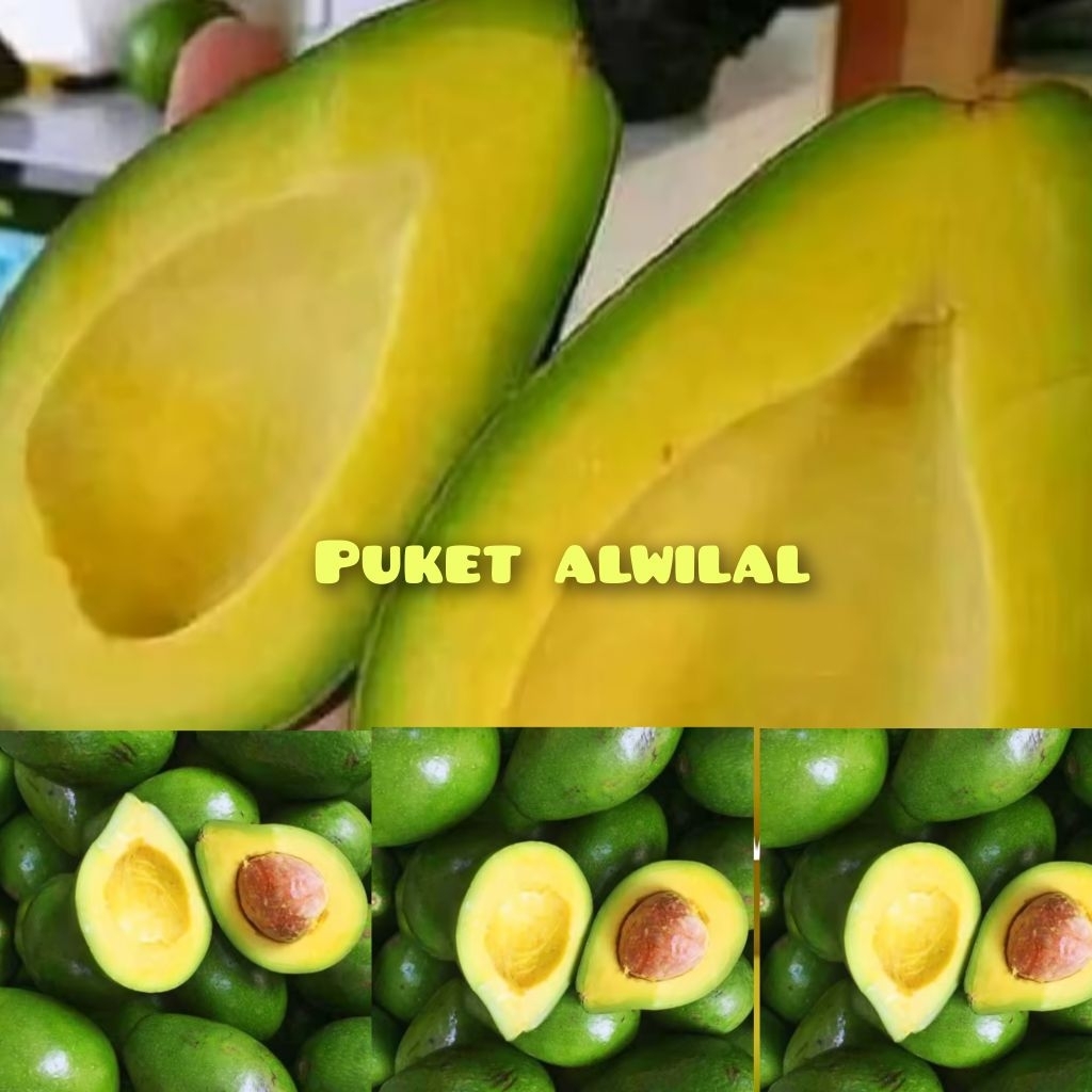 

Buah alpuket mentega fresh 1kg isi 456