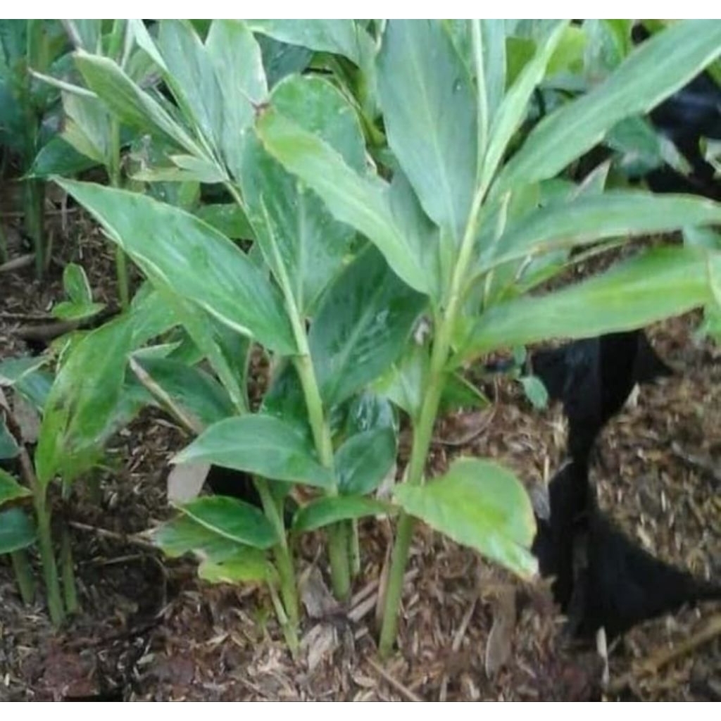 Benih Bibit pohon kecombrang/sayur kecombrang Atau Honje