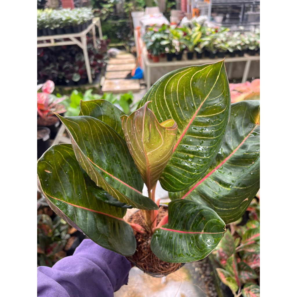 Tanaman Hias Aglonema Moonlight Black - Tanaman Hias Aglonema Moonlight Gerhana