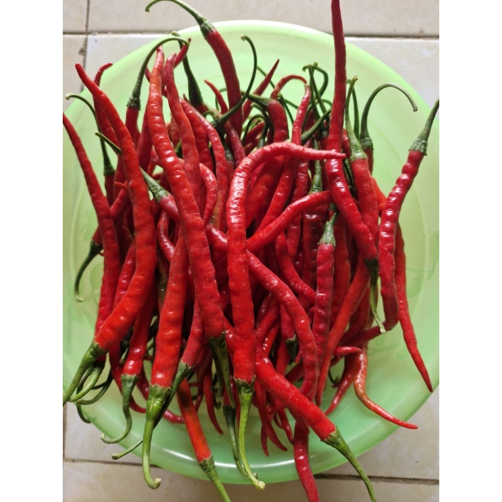 

Cabai Merah Keriting Cabe Merah Besar Cabe Besar Cabai Merah Segar Cabe Segar Cabe Murah CMK Grosir