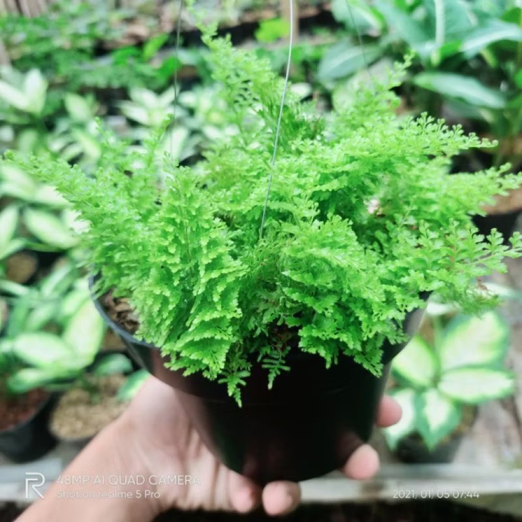 Tanaman Hias Pakis Embun Pohon Pakis Embun / Tanaman Gantung Pakis Embun / Bunga Hias Gantung Pakis 