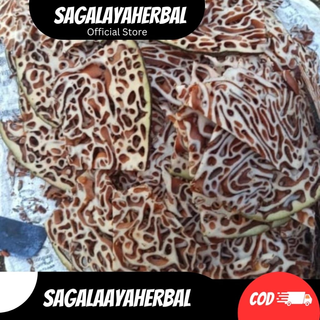 SARANG SEMUT PAPUA HERBAL SARANG SEMUT PAPUA ASLI