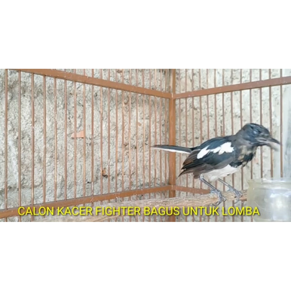 kacer trotol jabar dada putih pilihan