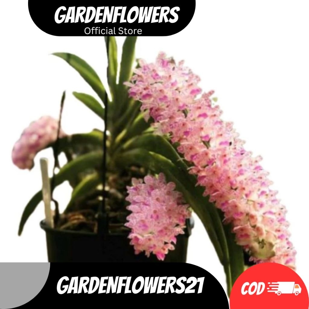 ANGGREK TUPAI 2 BIBIT DEWASA SIAP BERBUNGA TANAMAN HIAS GANTUNG SIAP TANAM