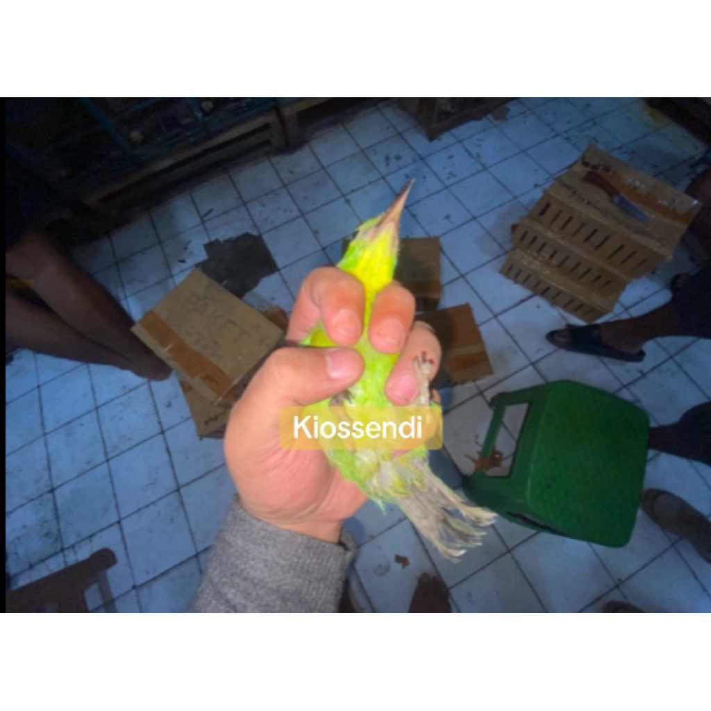 PH ORI ALAS PURWO JANTAN KUAT