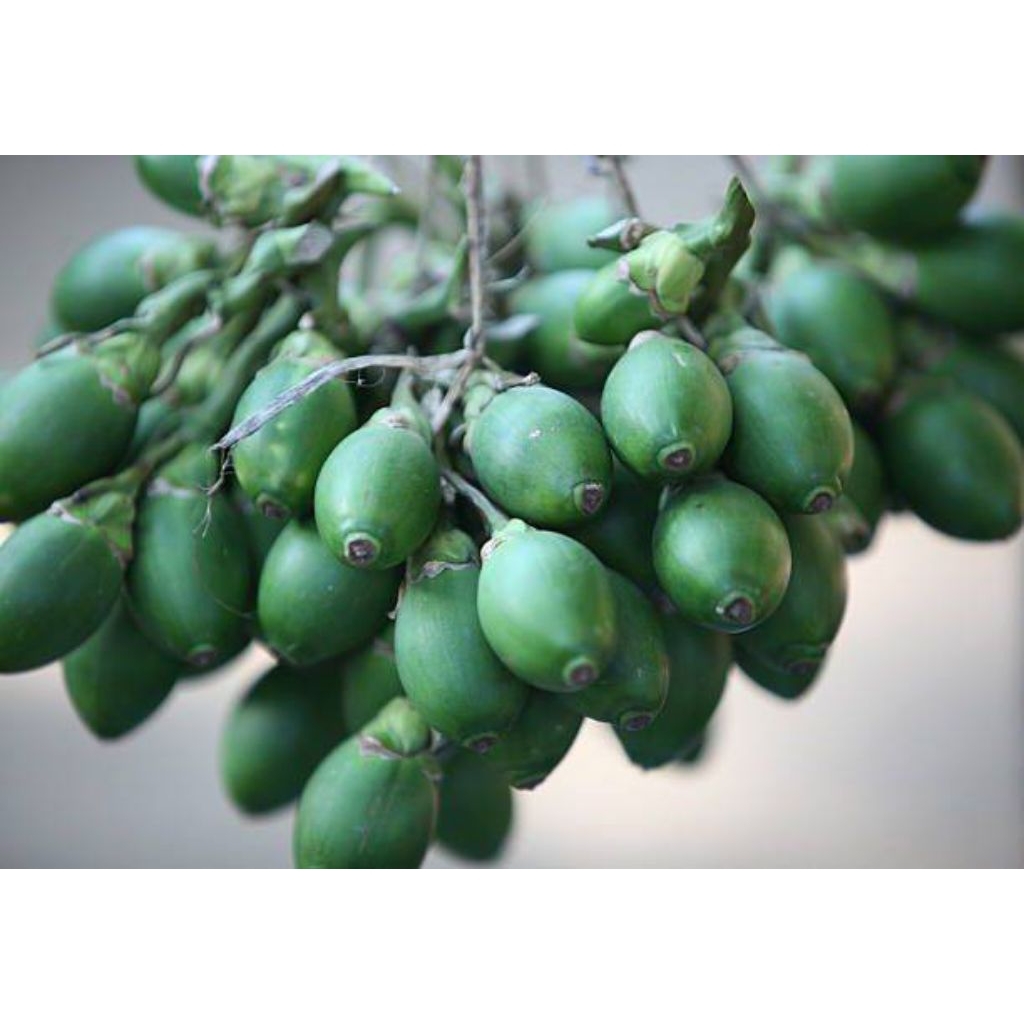 

1kg Buah pinang muda fress/buah Jambe khas pangandaran