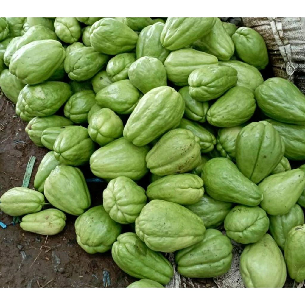 

labu siam waluh super ( buah tua ) jipang cocok untuk bibit
