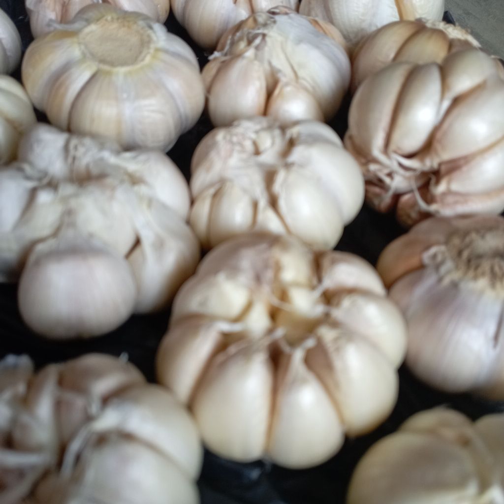 

bawang putih super murah