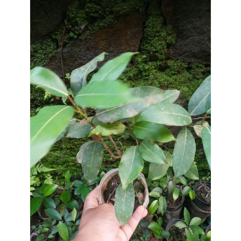 FICUS BUNUT BERINGIN BUNUT