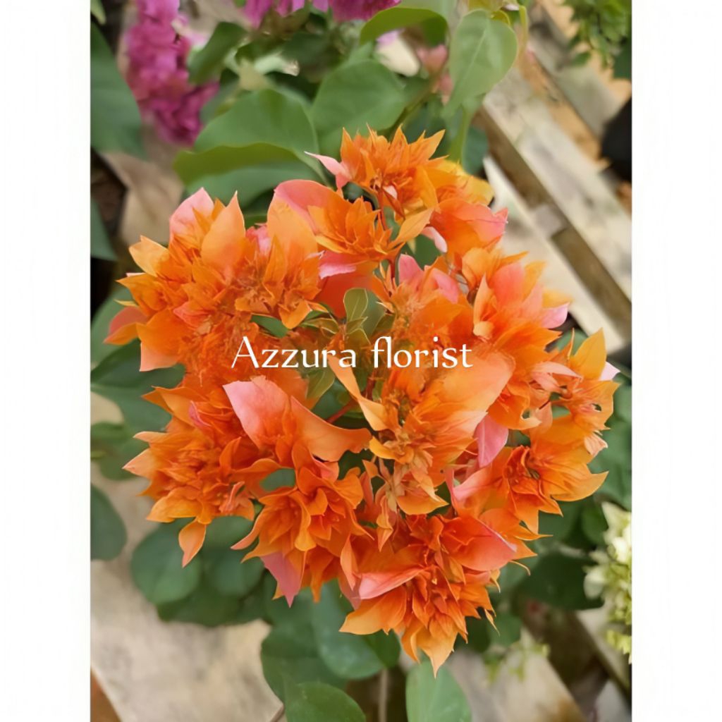 ( BISA COD ) Tanaman hias Bougenville Hawai orange