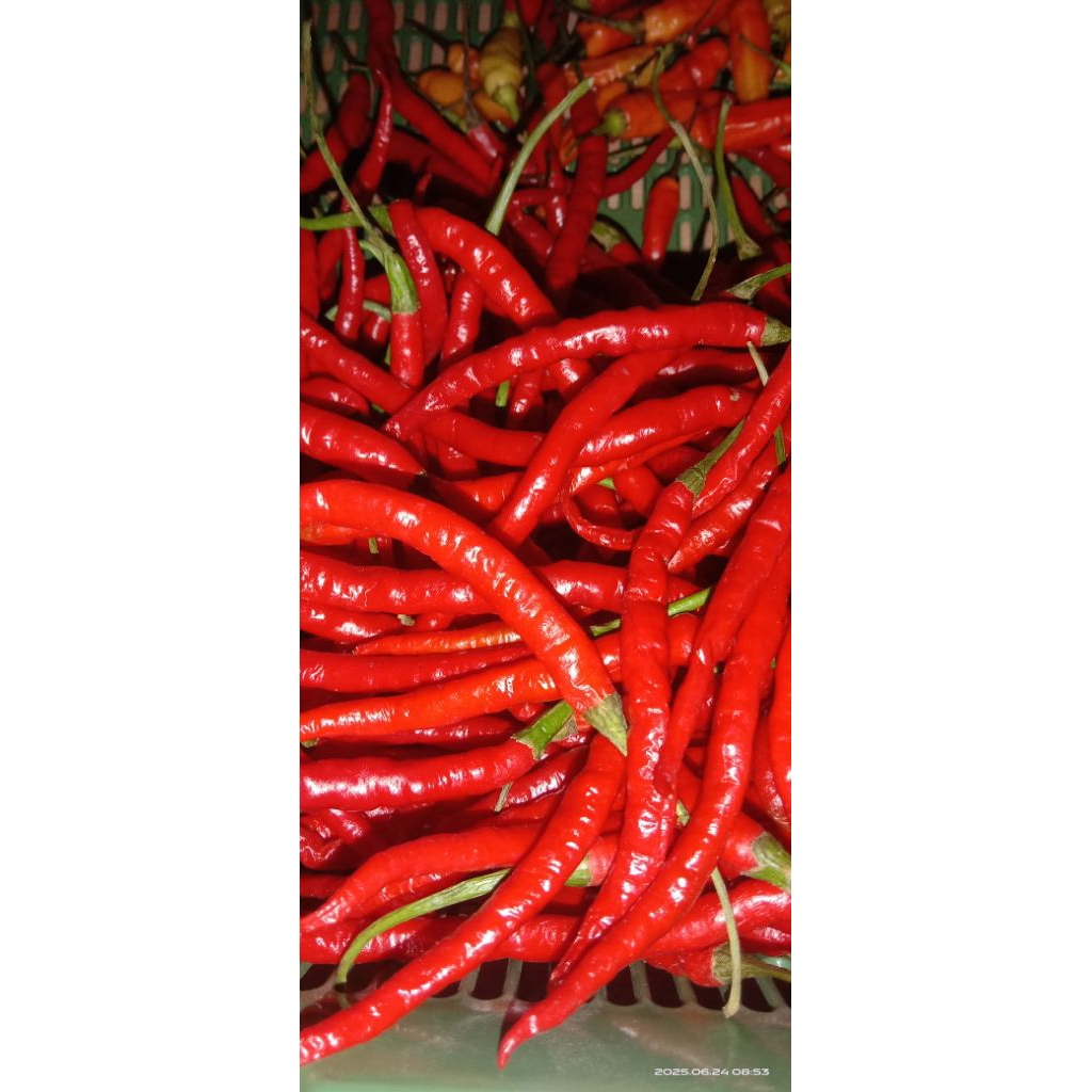 

cabai merah keriting 100gr