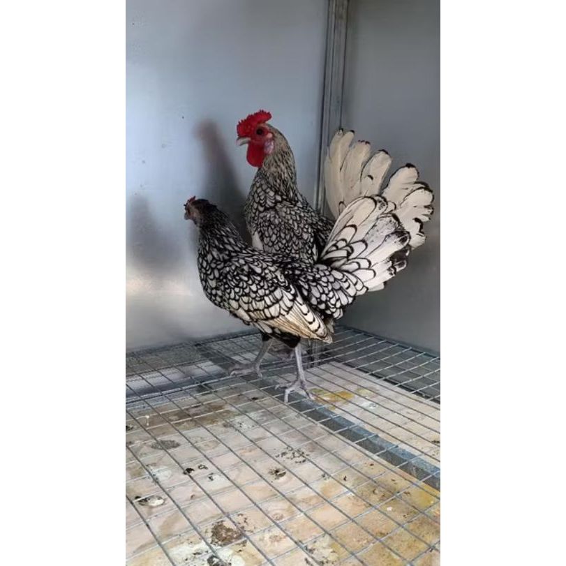 Batik Italia / Batik Kanada - Ayam Batik Remaja