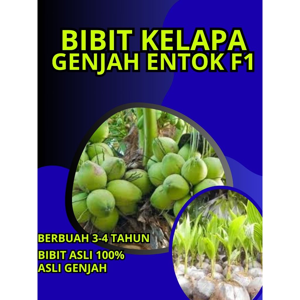 SUDAH DIKUPAS !! Bibit Buah Kelapa Genjah Hibrida F1, Bibit Buah Kelapa Genjah Kebumen F1