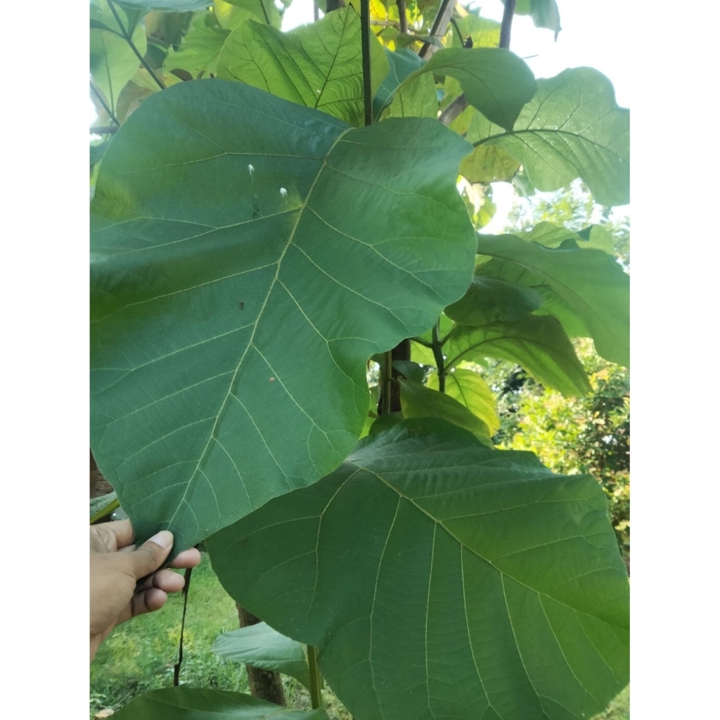 

Daun Jati segar 1kg buat bungkus makanan