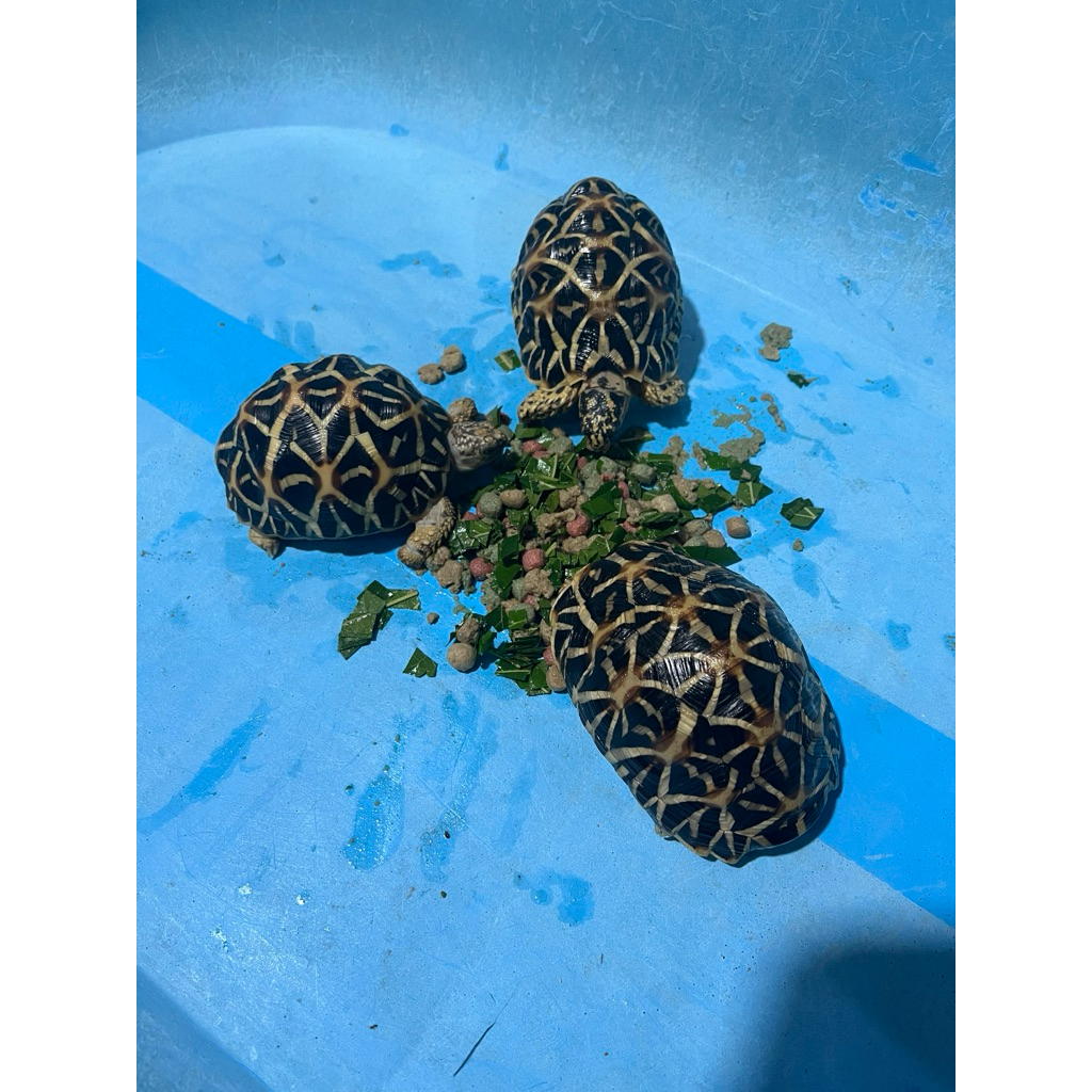 pelet kura kura indian star