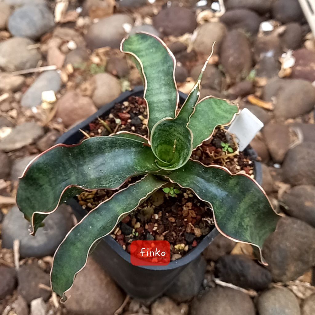 sansevieria ES. 22620 sp. chitipa, Malawi.