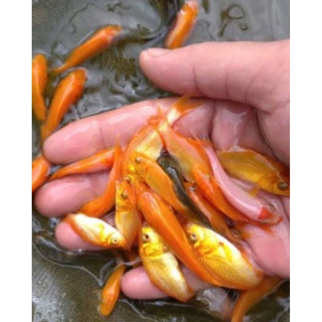 Bibit ikan mas merah/blaster uk 5-7cm
