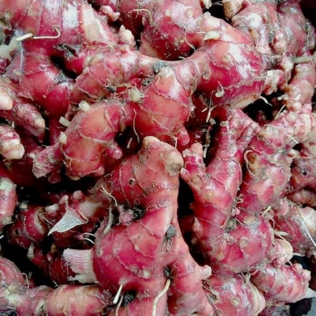

Jahe Merah Asli Segar Fresh 1kg