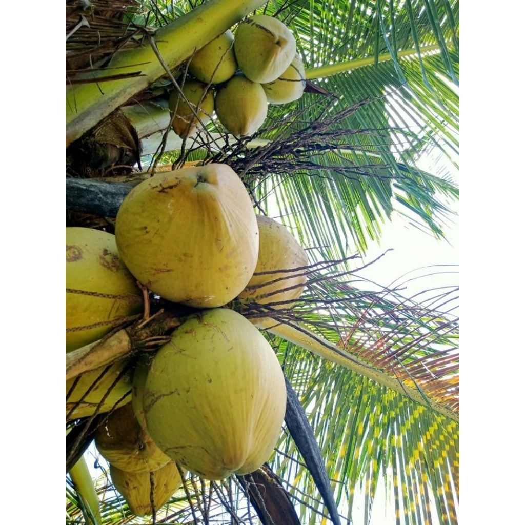 

Kelapa Muda Degan Original Langsung Dari Pohon
