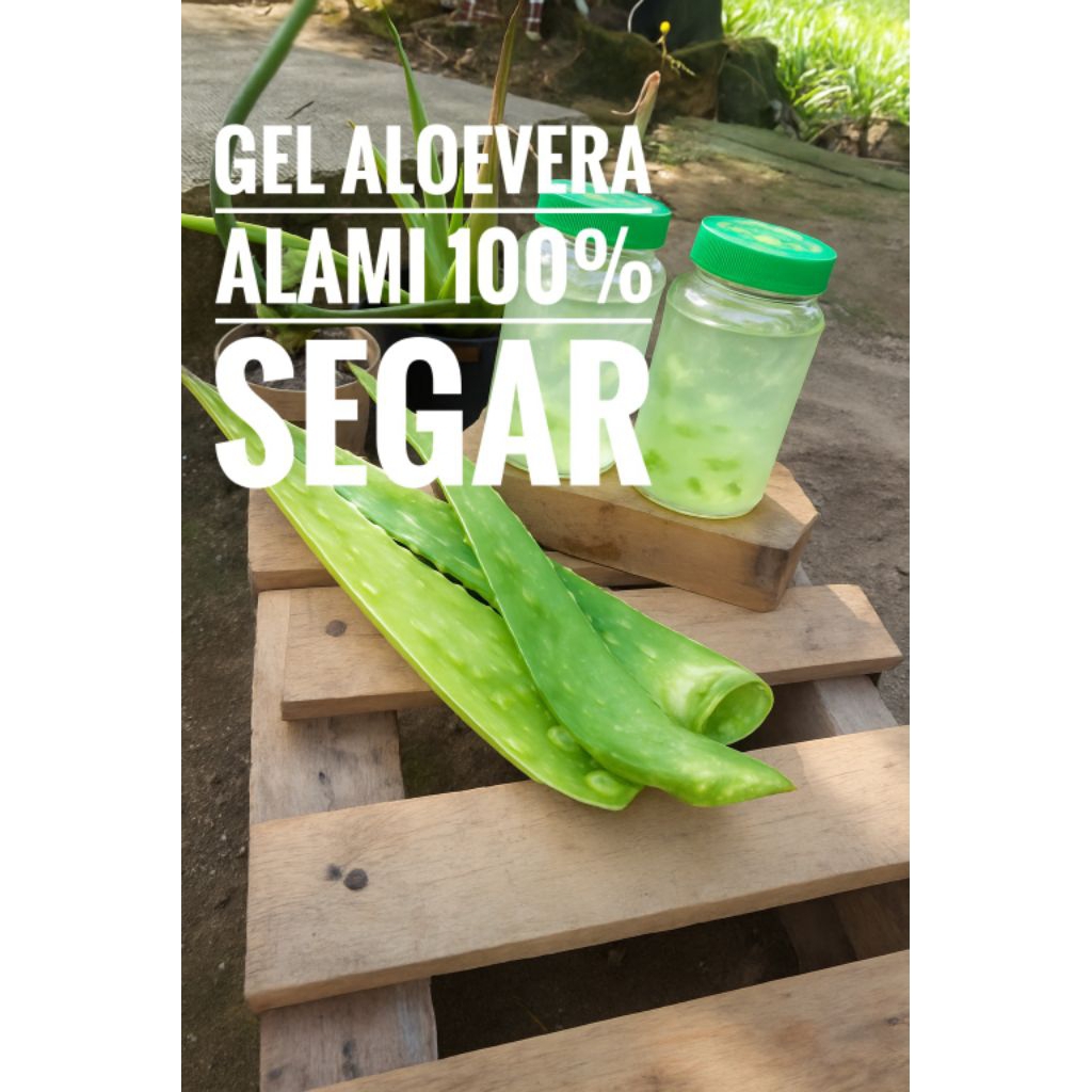 

aloevera kupas,gel aloevera 100% alami,lidah buaya kupas botolan