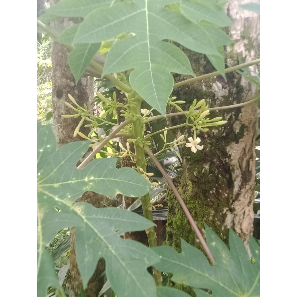 

ready buah pepaya segar/100 g