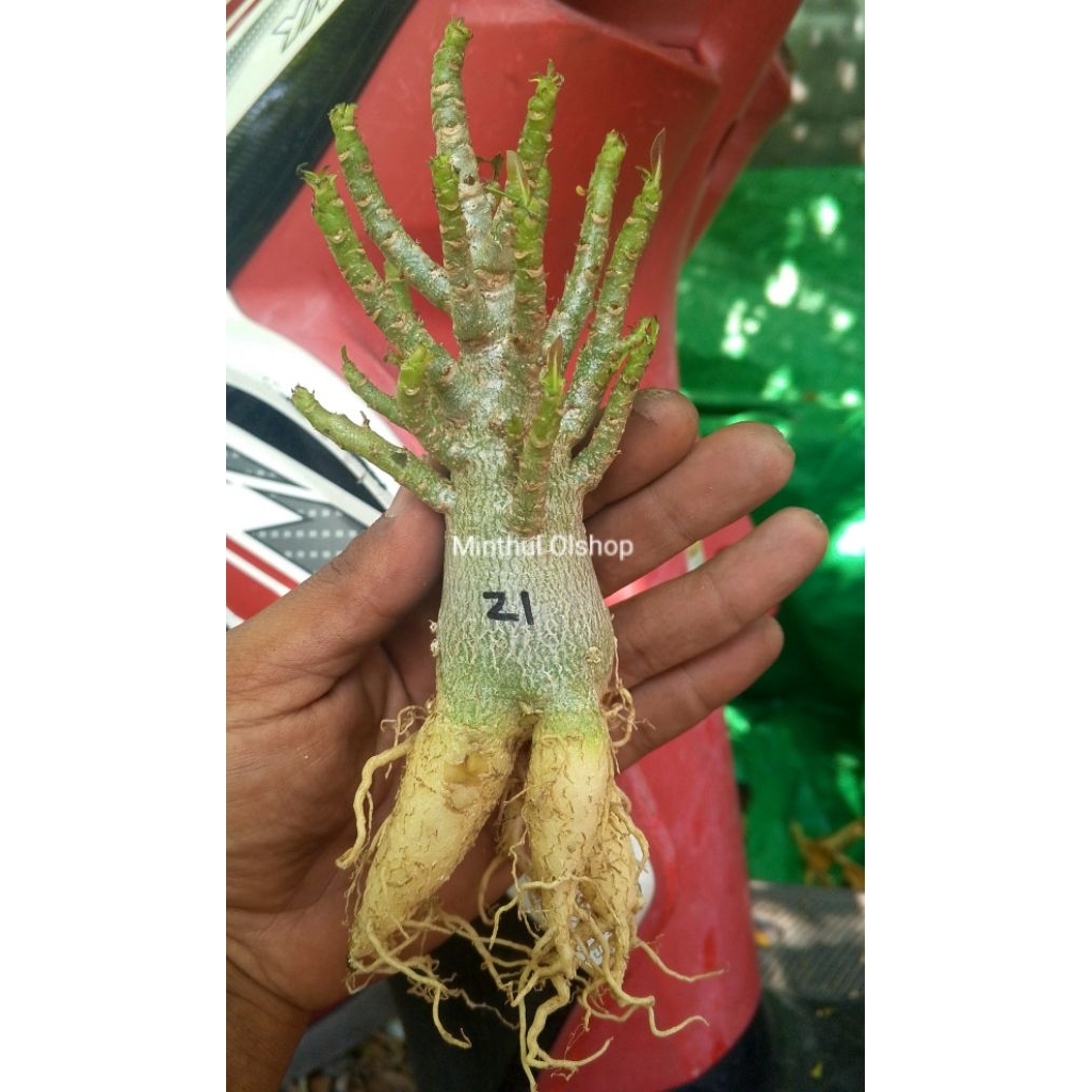Adenium arabicum karakter Zi ori sesuai foto