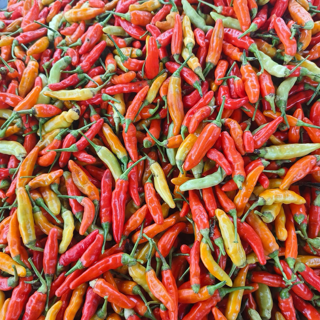 

cabe rawit ori fresh 1000 gram