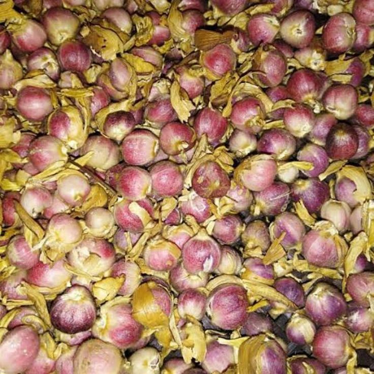 

kapolaga/ Elettaria cardamomum- fress 1kg