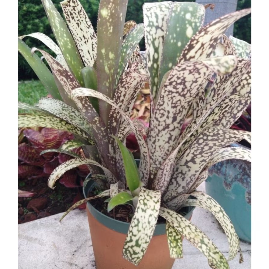 Tanaman Bromelia Billbergia Casa Blanca / Bromeliad Billbergia / Bromeliad Billbergia Hallelujah / L
