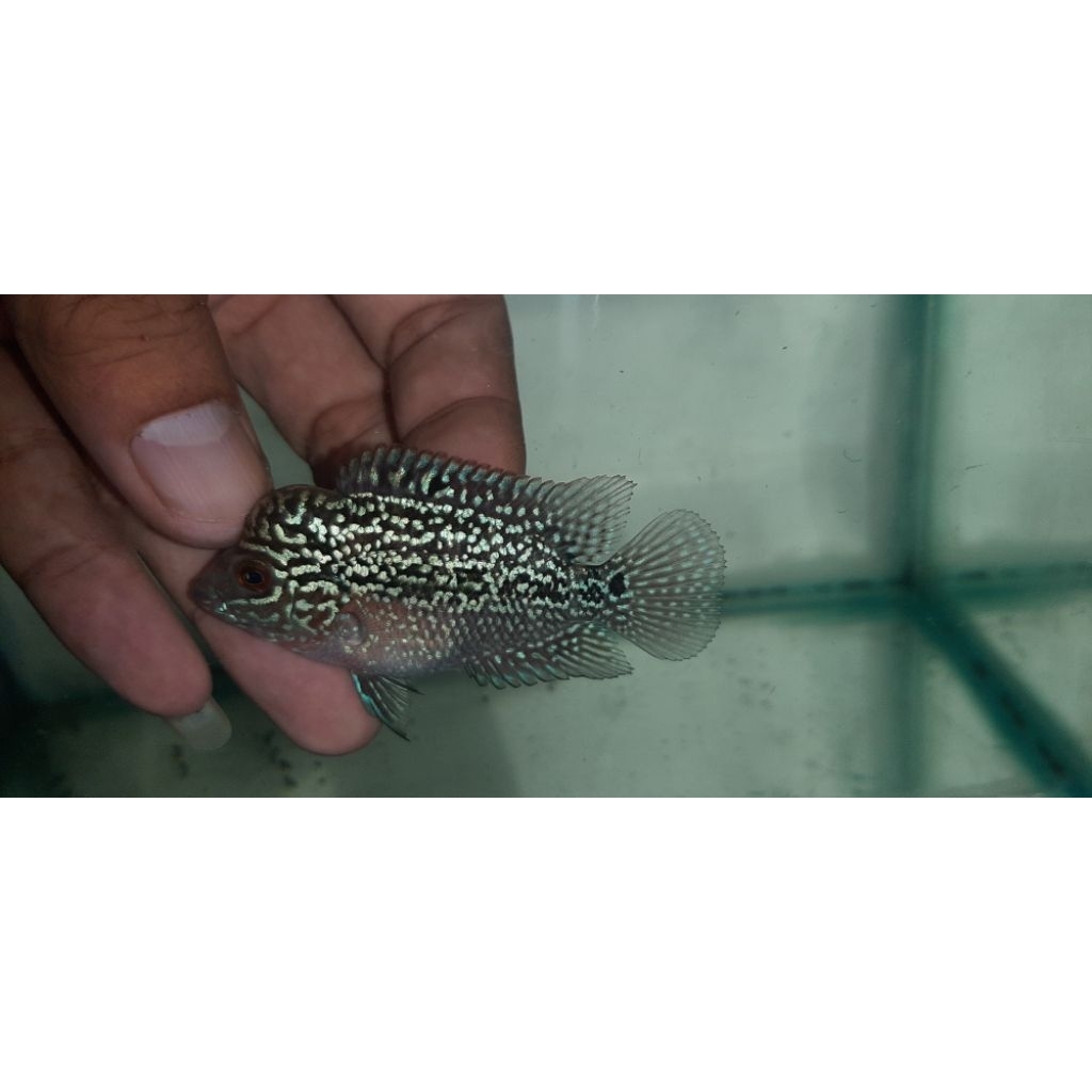 Gambar Ikan Louhan SRM Cilnong 7-8cm