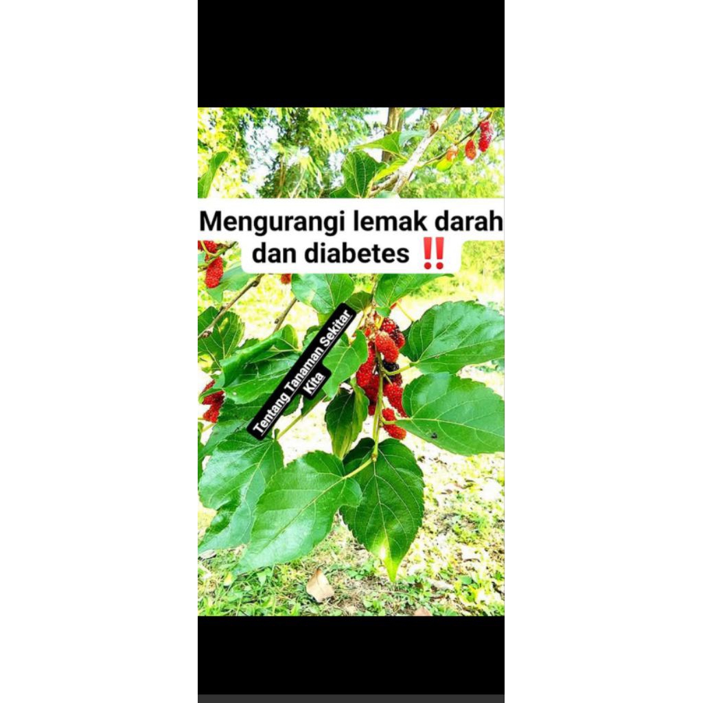 

daun murbei segar 500 gram untuk obat