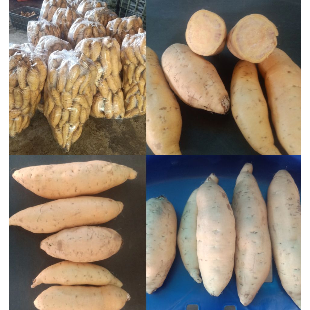 

Ubi Cilembu Madu Fresh (1kg)