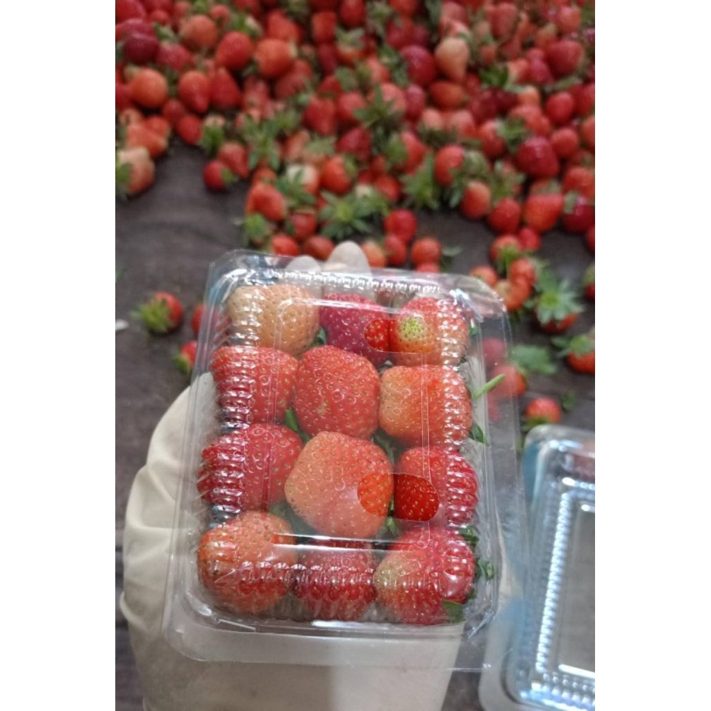 

Strawberry Fresh Ukuran Kecil
