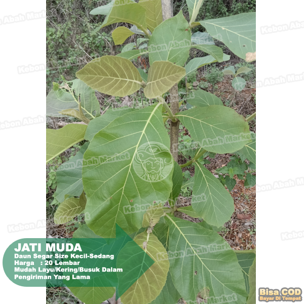 

Daun Jati Muda Segar Fresh 20 Lembar Size Sedang Kecil Langsung Petik Dadakan Obat Herbal Bahan Ecoprint Bukan Tua Warna Cokelat Dan Mendekati Hijau