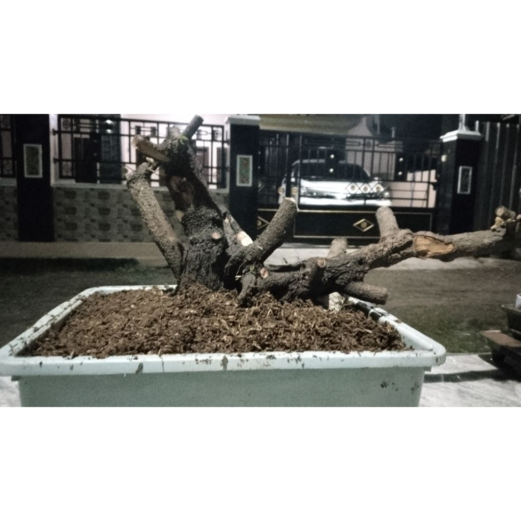 bonsai ileng ileng bogel