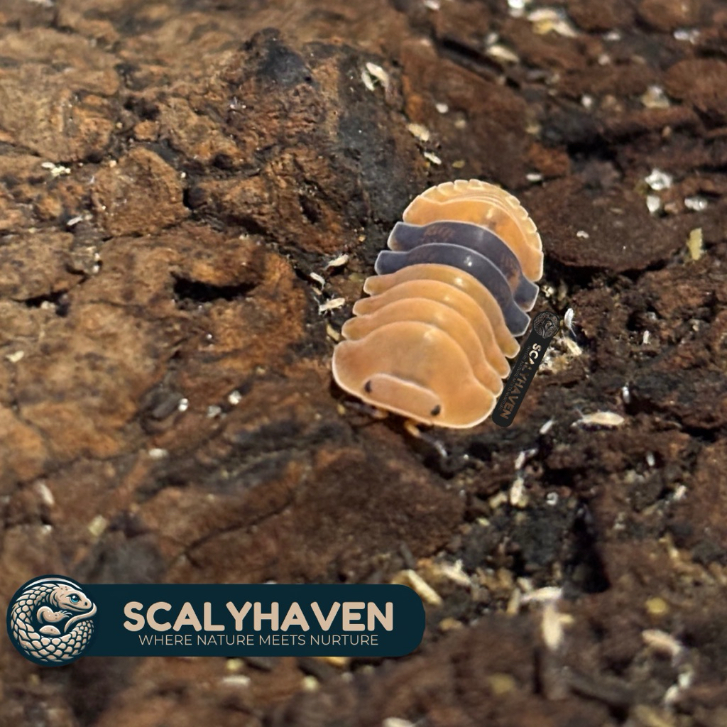 Isopod Cubaris Amber Ducky