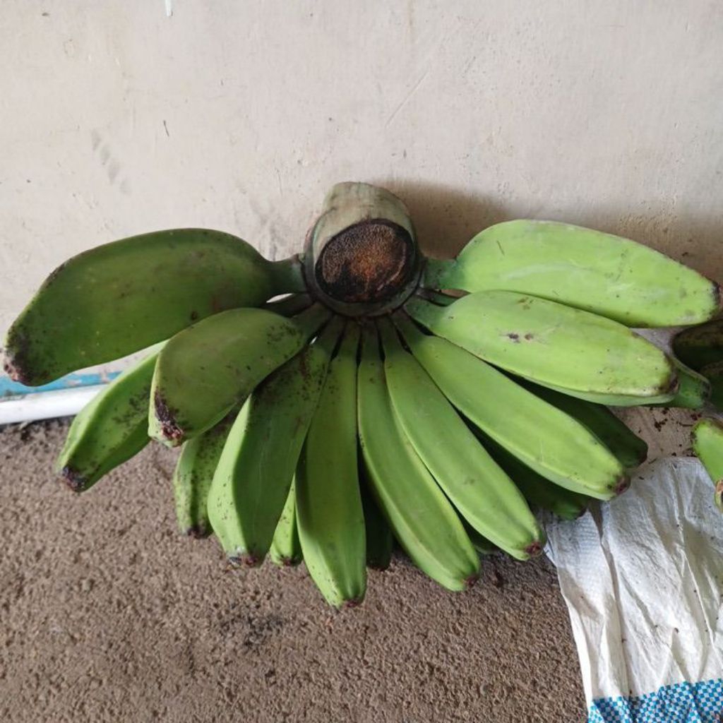 

Pisang kepok kuning Banggala 1 Sisir siap olah Asli Bogor