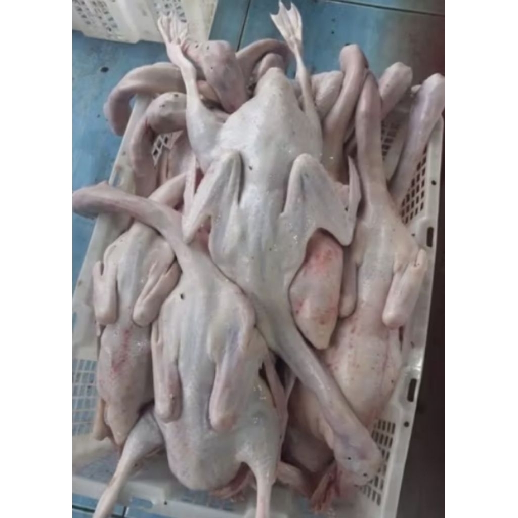 

bebek perekor berat 1.2 kg
