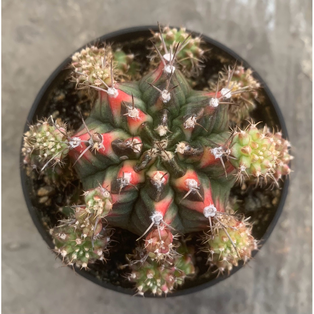 Kaktus Gymno Multicolor