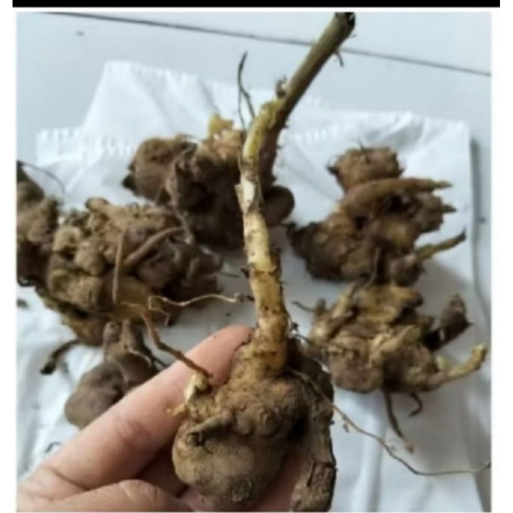 BIBIT UBI YAKON MURAH