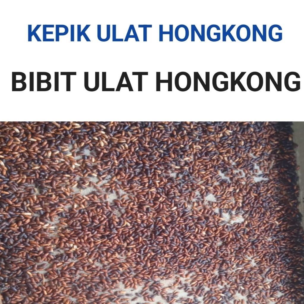 termurah bibit kumbang kepik ulat hongkong 1 gelas