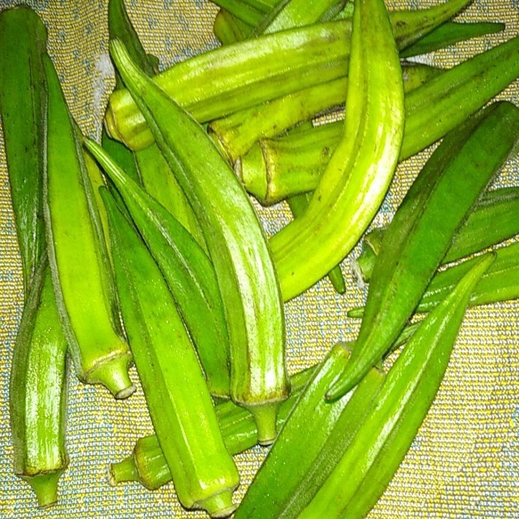 

Sayur Okra Okro ladyfinger segar