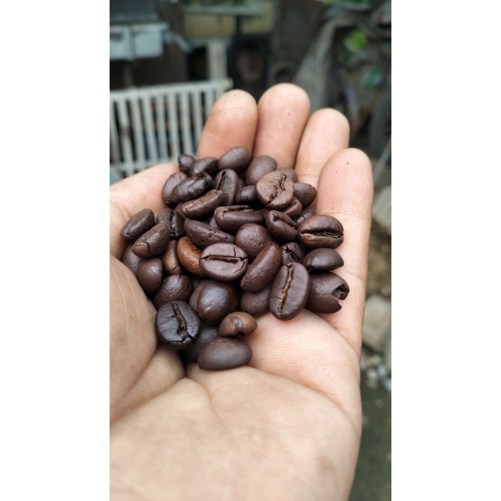 

Kopi Robusta Asli Dampit