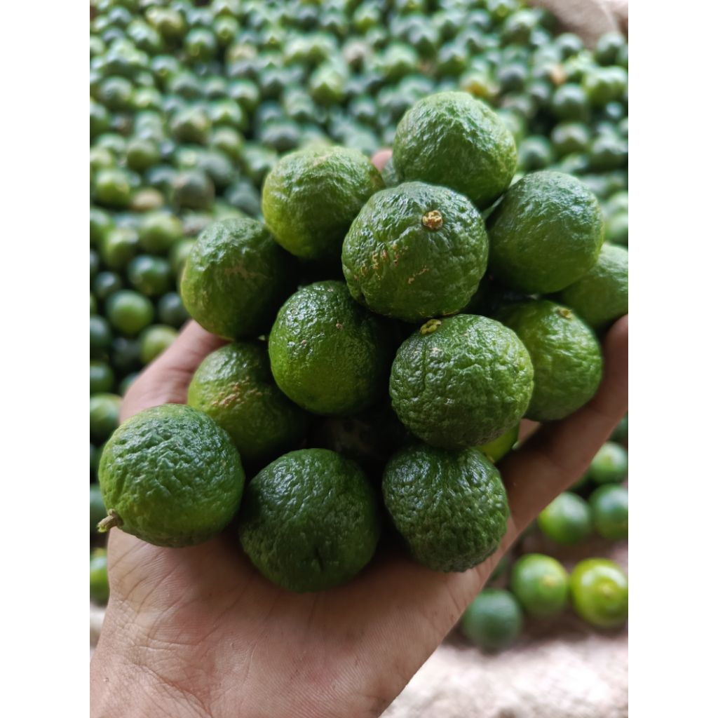 

jeruk limau fresh 500grm