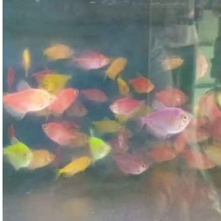 ikan glowfish glofish