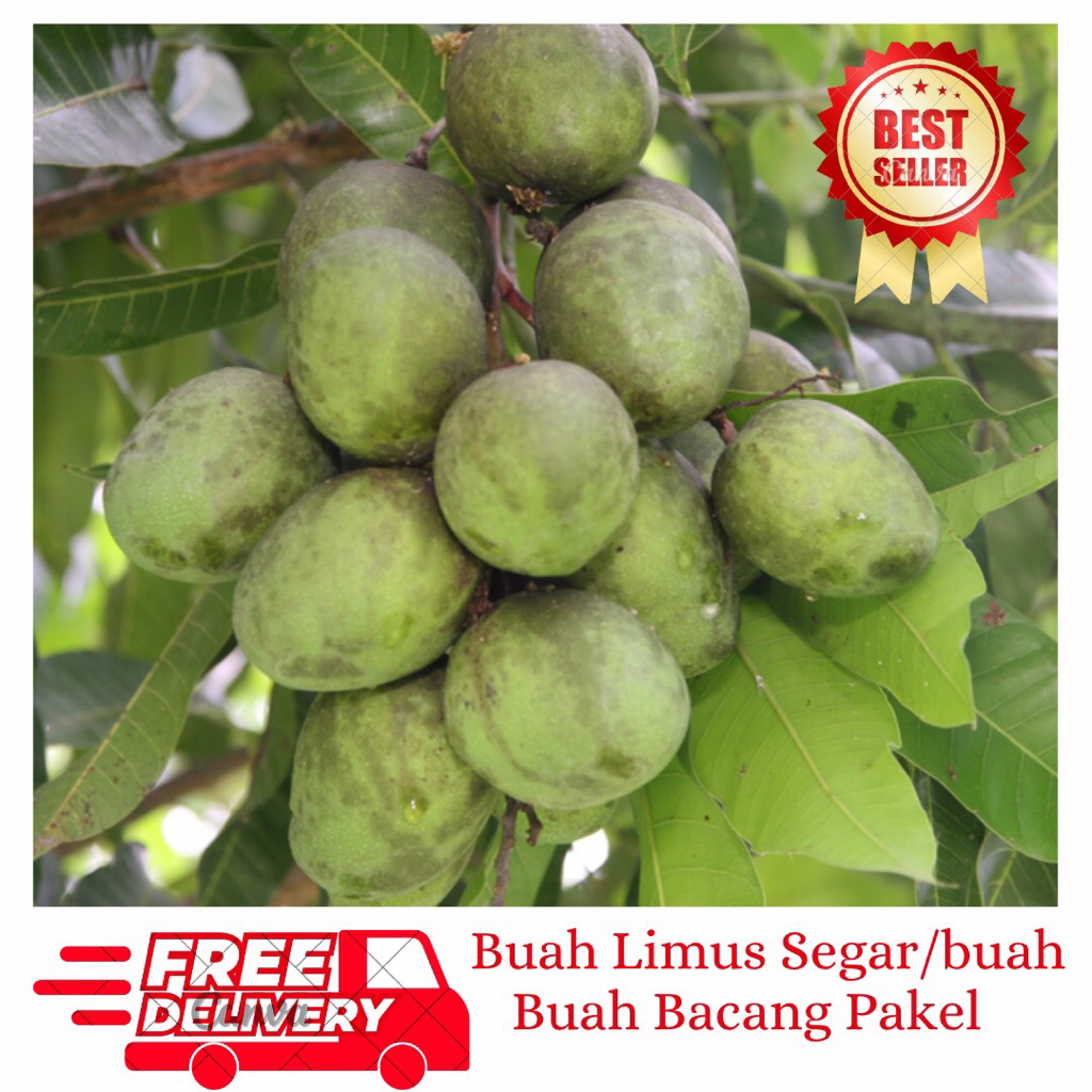 

Jual Buah Limus Segar-Buah Bacang Pakel