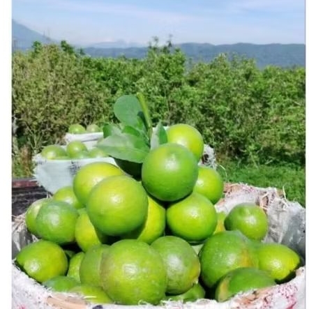 

1KG Lemon Fresh (Order Baru Petik)