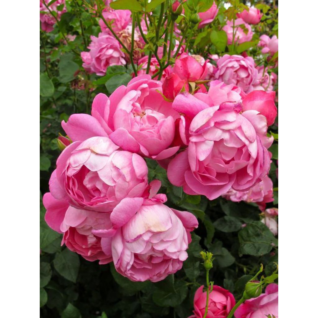 MAWAR IMPORT SKYLARK (dewasa)