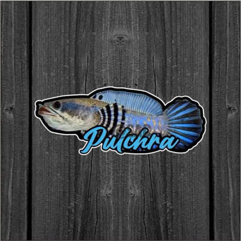 

Sticker Blue Pulcra Kualitas terbaik